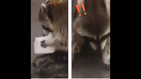 Racoon Gets Sad when His Cotton Candy Dissolves in Water