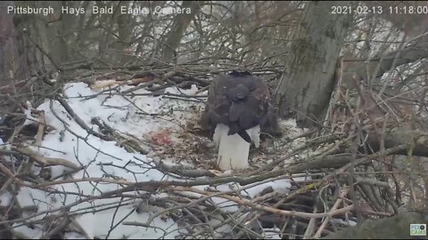 Hays Eagles Dad Careful with that log ! 2021 02 13 1116AM