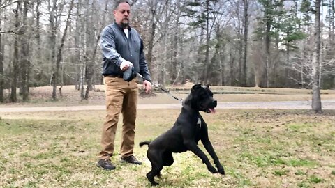 ASC’s Ebony at 18 months (Frankie-Bomp x Pele)