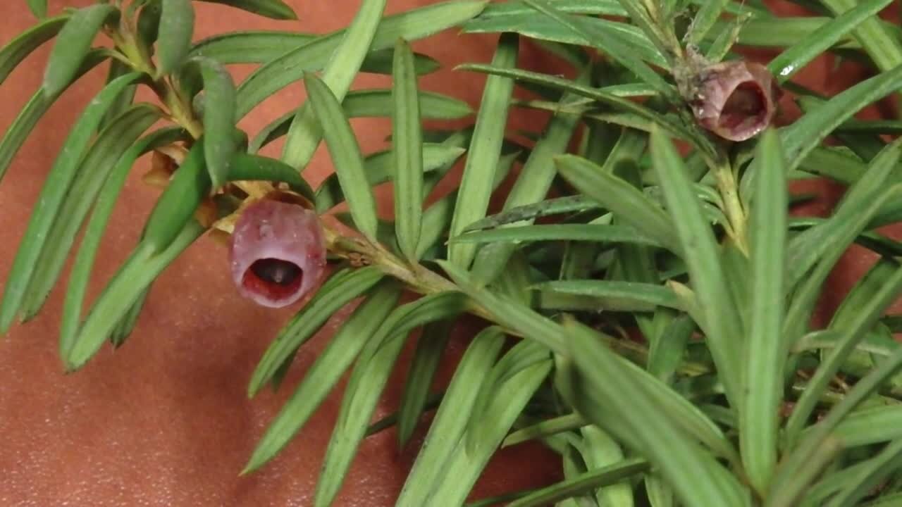 Idaho Fish and Game hosting community presentation on toxic Japanese Yew
