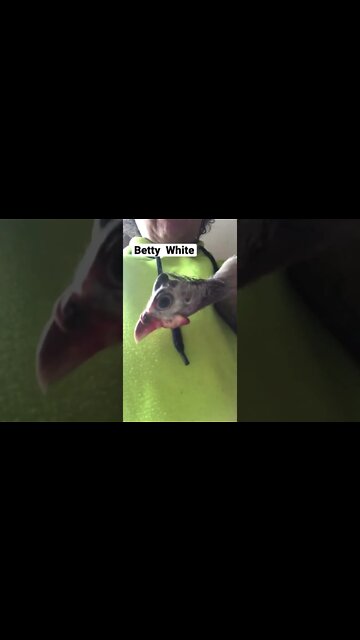 Betty White the guinea fowl has a sore leg