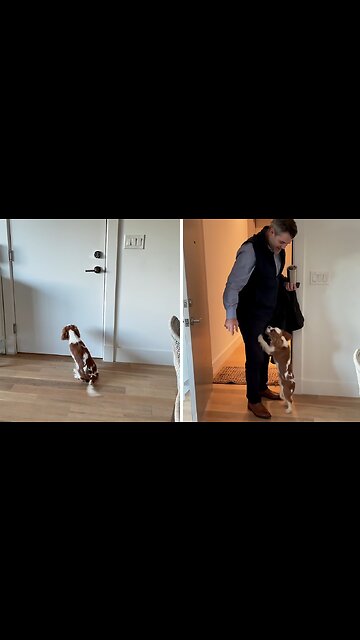 Loving pup enthusiastically welcomes owner home