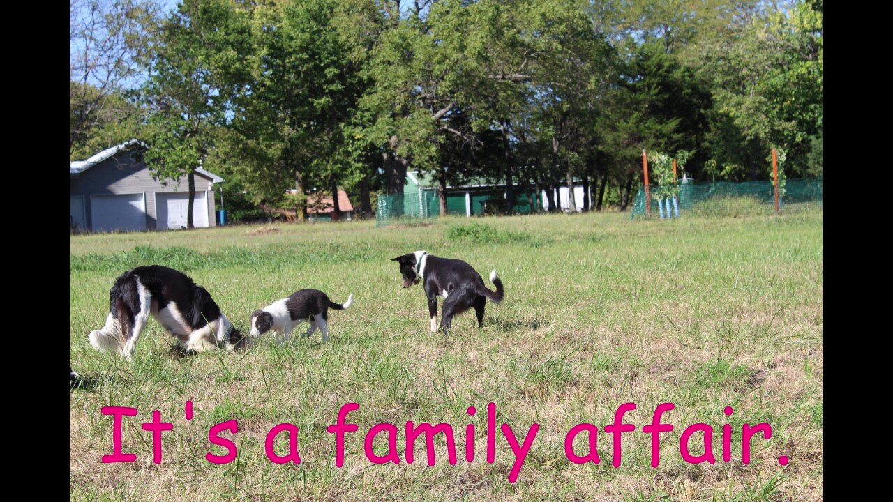 Skipper's Goddaughter's Got New Homes