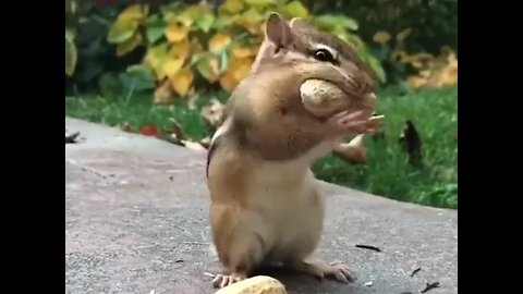 அணில் கடலை