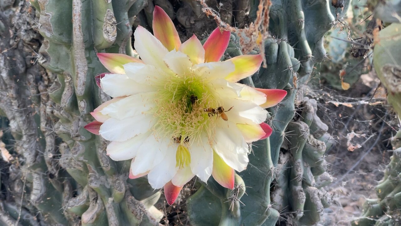 Honey bees working on cactus flower