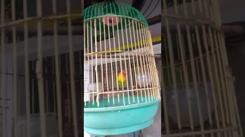 burung lovebirt
