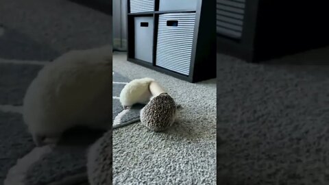 I’m stuck…Hold on, let me get you out…Wait…now I’m stuck! 🤦‍♂️😏😂🦔 #shorts #animallovers #tiktok