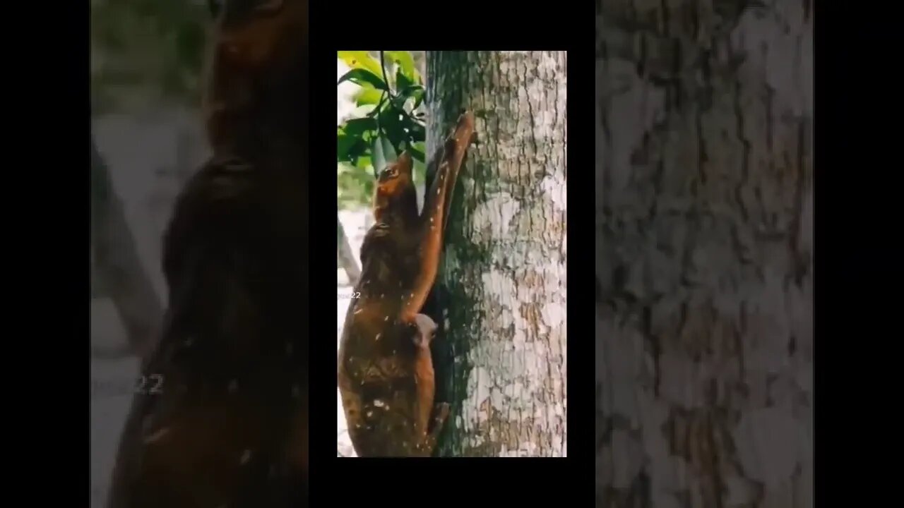 Best video on Internet