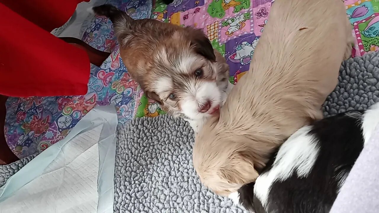 K Litter - Lunchtime Funtime