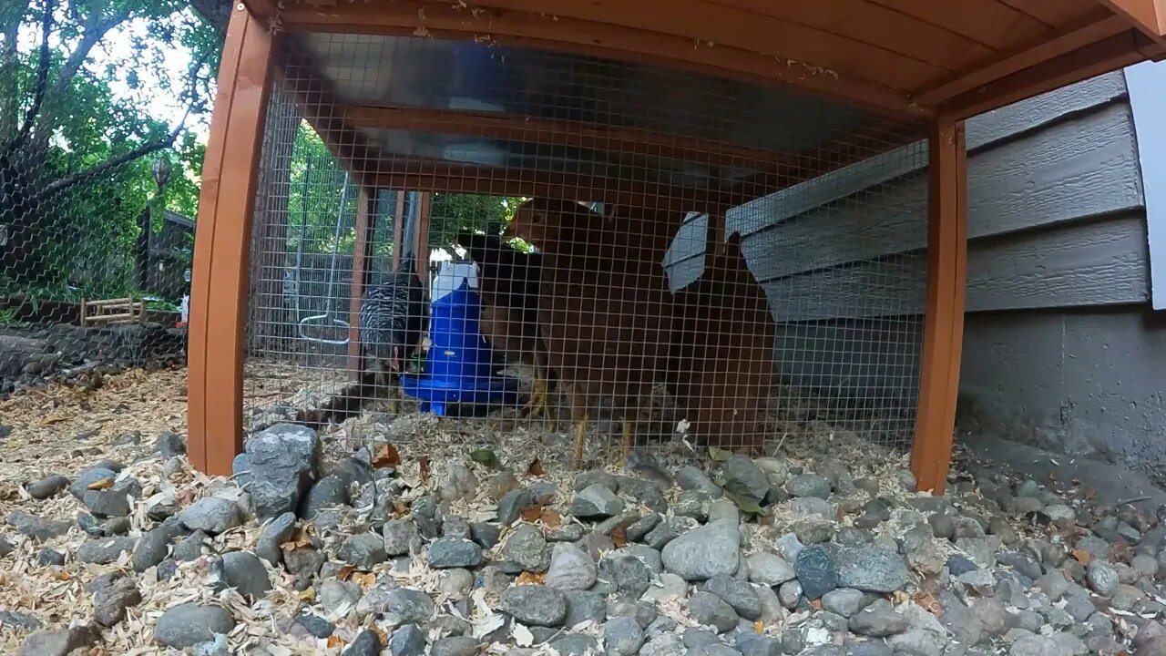 My Backyard Chickens - Episode 54