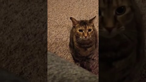 Funny animals-2022 | #shorts | #viral | #funny