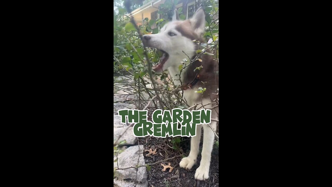 Ever had a Garden Gremlin