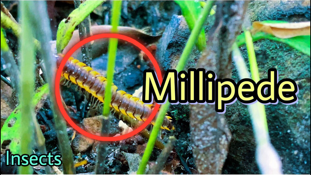 Millipede #insects