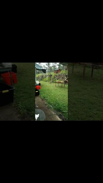 Mother Kangaroo and another Joey