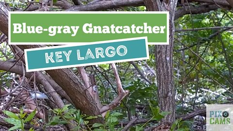 Blue-gray Gnatcatcher