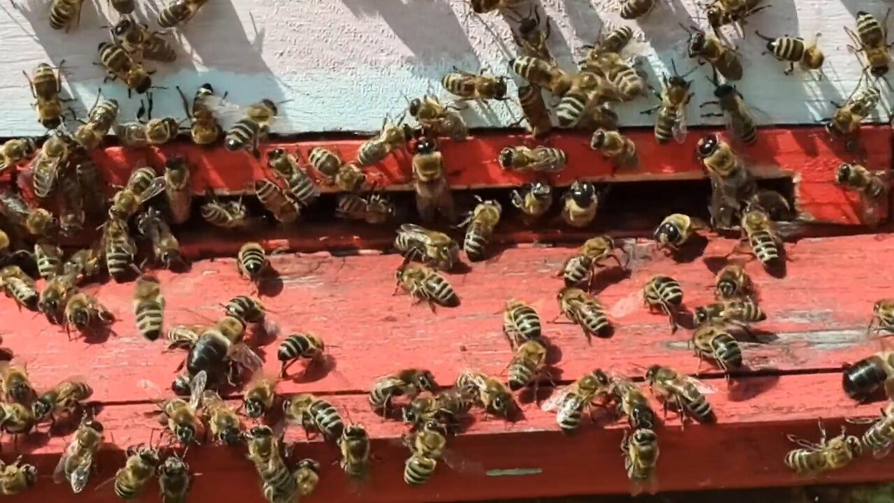 Collecting honey from bees