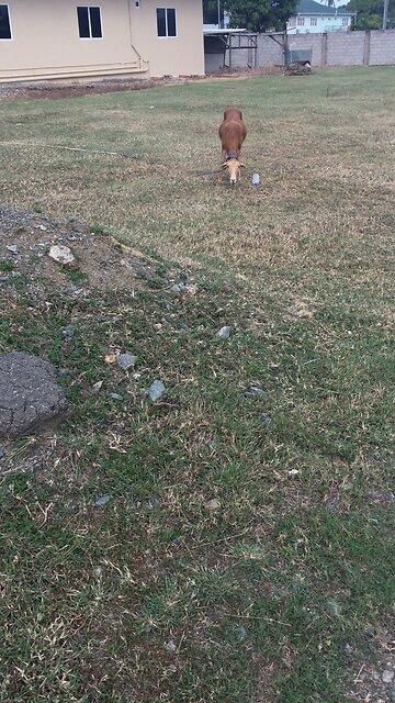 MY LAMBORGHINI SUPER CAMERA SHY