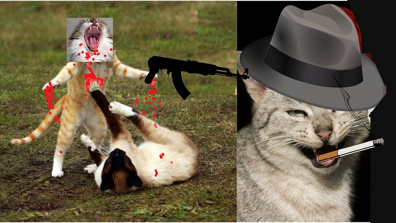 Cats Gone Rogue | Funny Cat Compilation