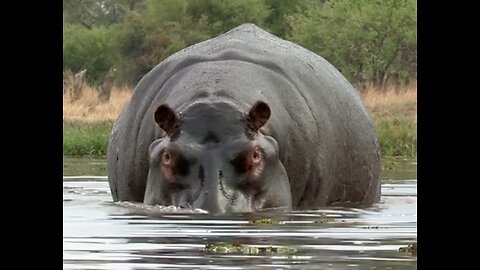 Just How Brutal Are Hippos?