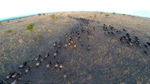 Drone Footage Shows Incredible Views Of Serengeti Wildlife