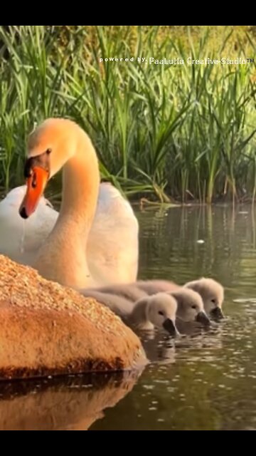 A focused & determined man doesn’t mind being alone for a while. He doesn’t share himself