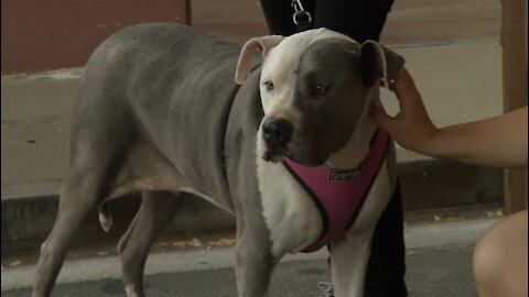 Pet of the week: Betty the American Bulldog