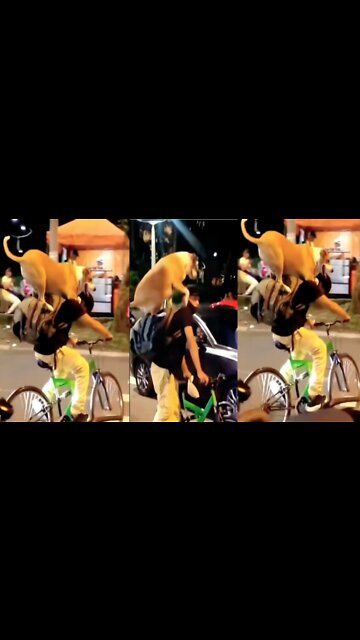 When my pet dog rides with me