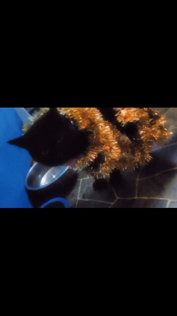 Merry Christmas from Spider