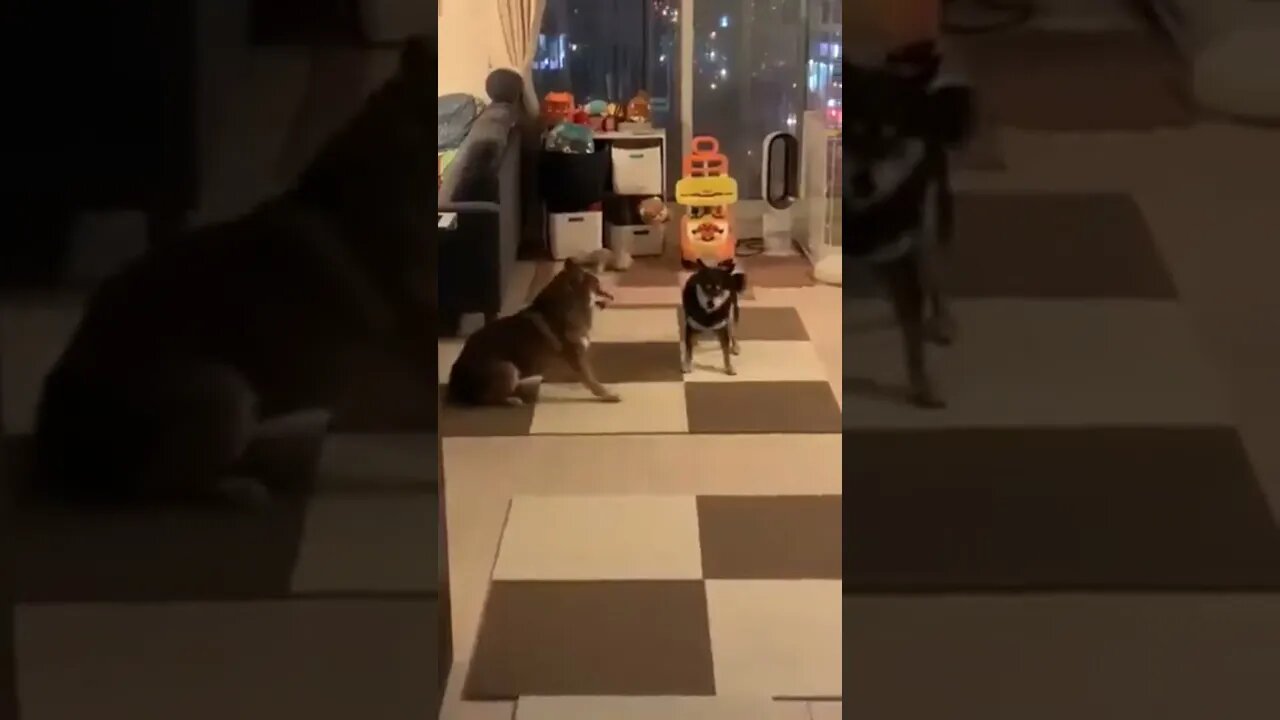 funny dogs