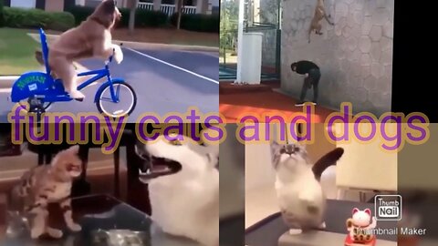 Funny cats and dogs intelligent animals💥👀 2023