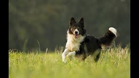 funny dog videos
