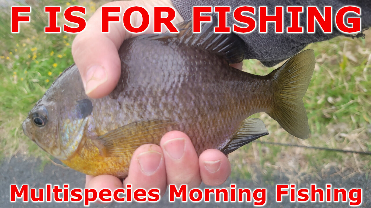 Multispecies Morning Fishing