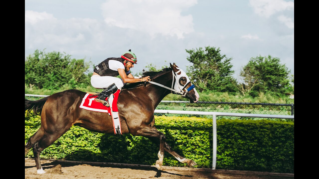 الخيل العربي الغالي