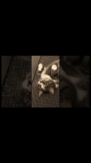 Cats are seriously crazy