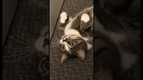 Cats are seriously crazy