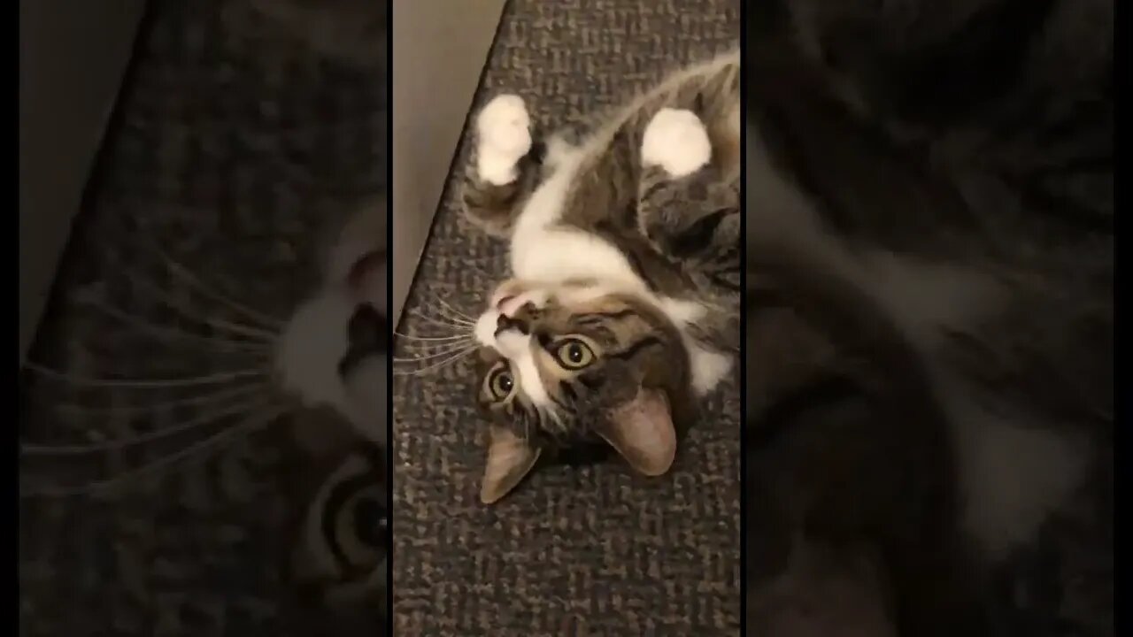 Cats are seriously crazy