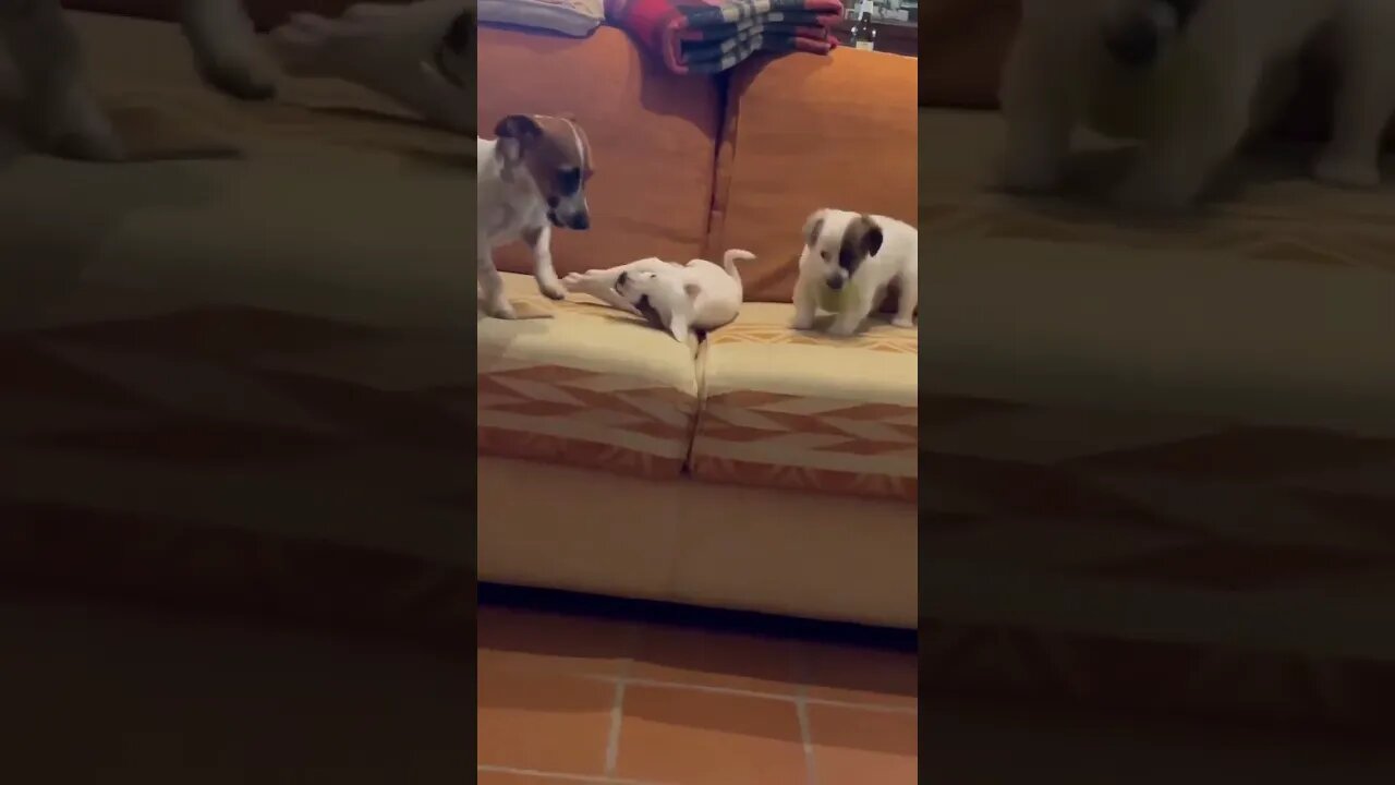 Cutness level 1’000’000 🐶🥹