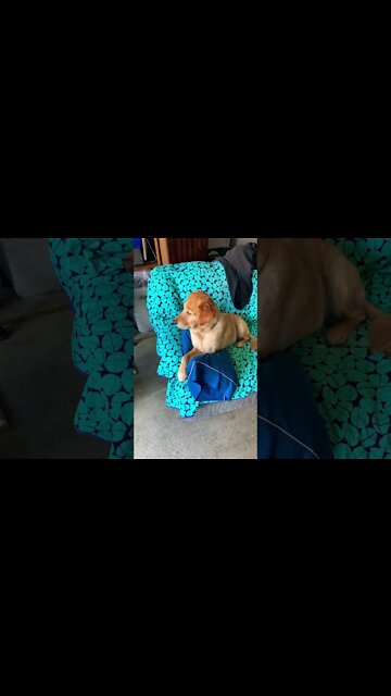 Shop cat Chronicles… The dog is looking for a shop cat I think she’s lonely #ShopCat #Shorts