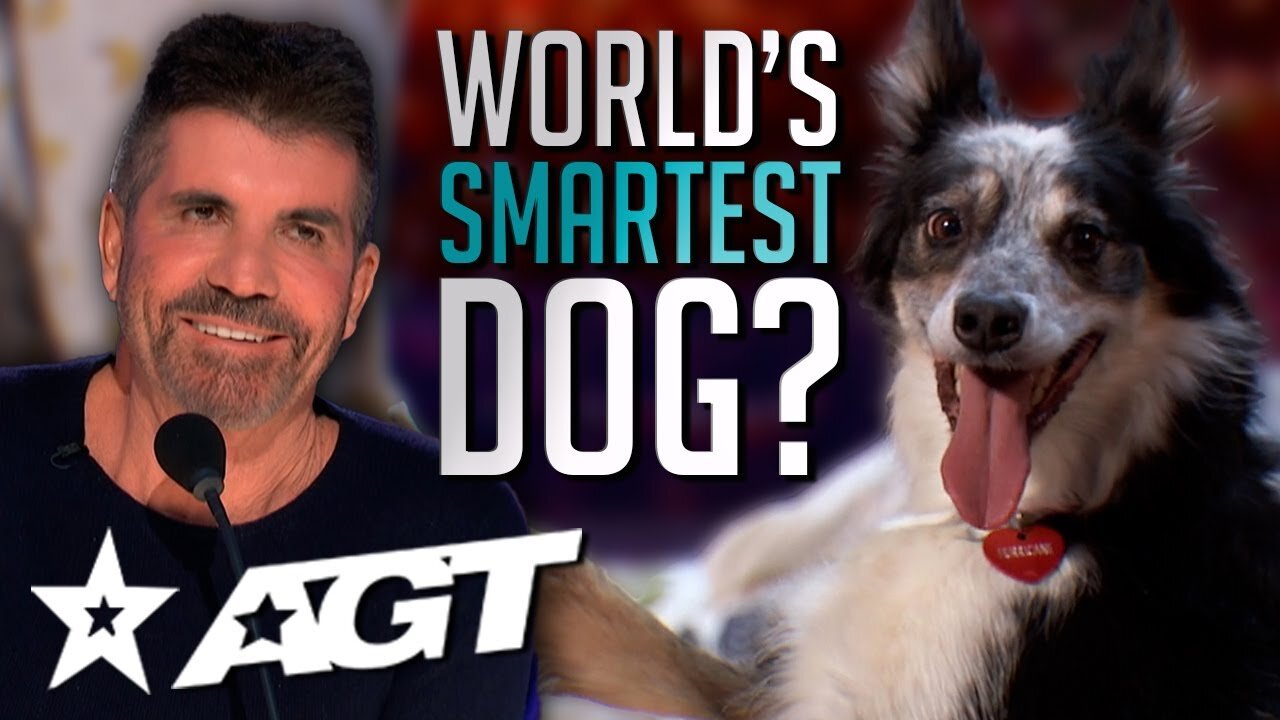 The World's Smartest Dog ? Helps Owner Get Ready In An Adorable Audition On American's Got Talent