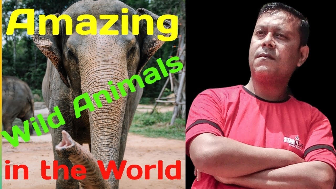 Amazing Wild Animals in the World