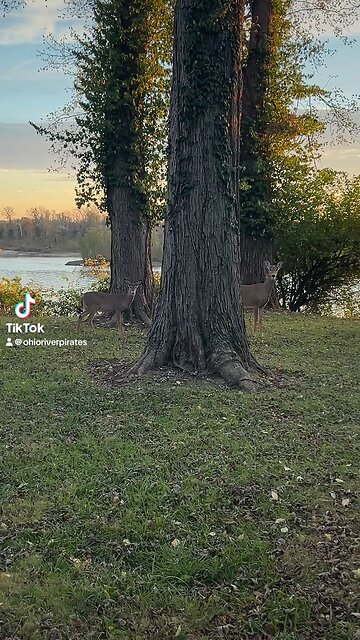 Deer Passing Through