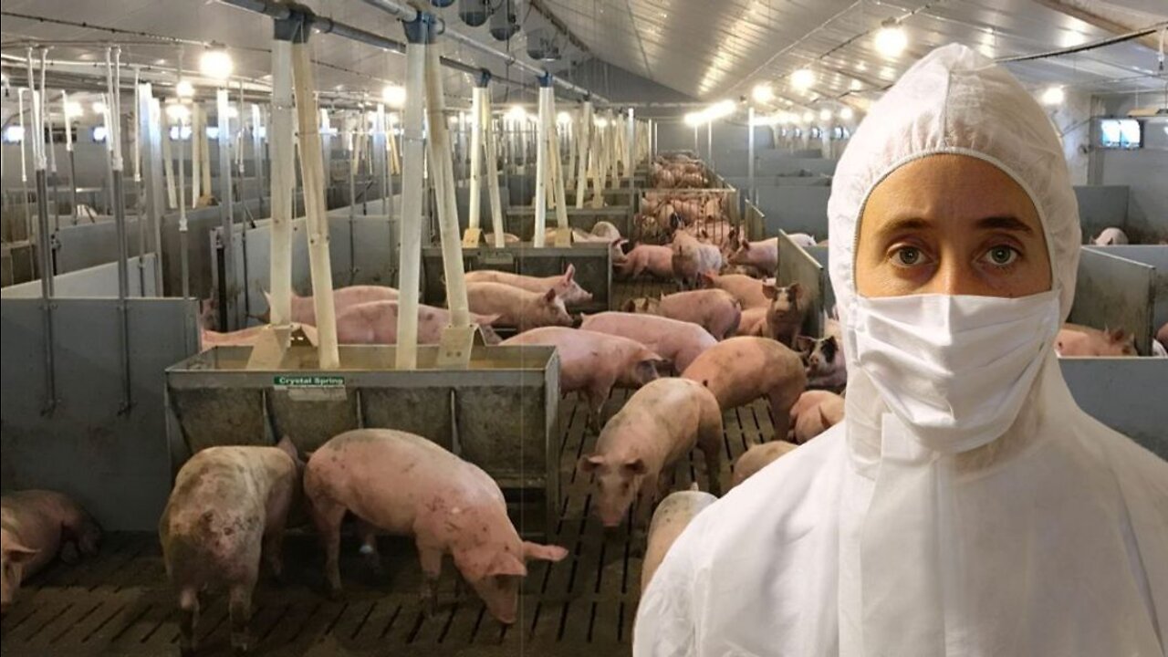 What If You Caught the Swine Flu?