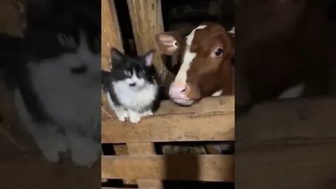 Личный стилист / Funny cat / Funny animals #NatureShortsVideo