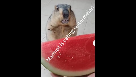 Marmot is eating watermelon