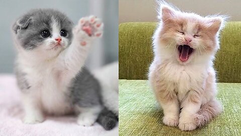 A small cat are play