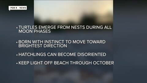 Turtle tracks to lo lay eggs