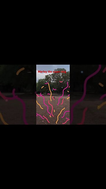 #viral #home #dog #shorts #heeler #cattle #cow #herdingdog #australiancattledog #pets