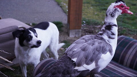 Chair Dwelling Duck Avoids Obsessive Dogs 🦆🐕