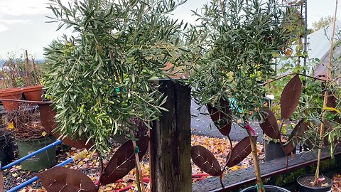 A wide selection of Olive trees for sale.