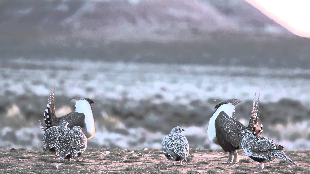 Sage-grouse Lek Multiple Mating Events